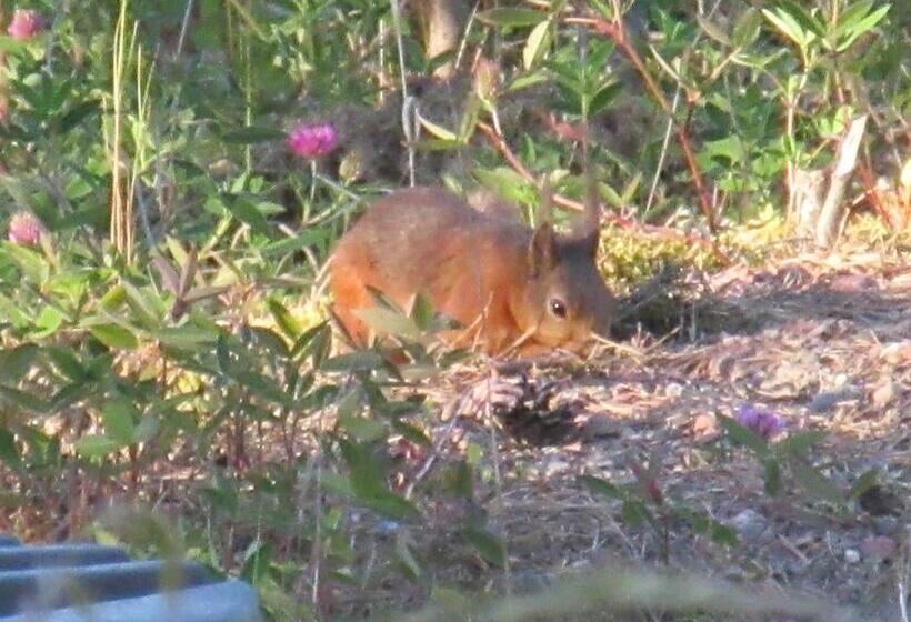 مبيت وإفطار Gästhem Kronan