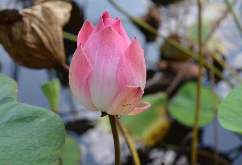 Palm Beach Bungalow Resort