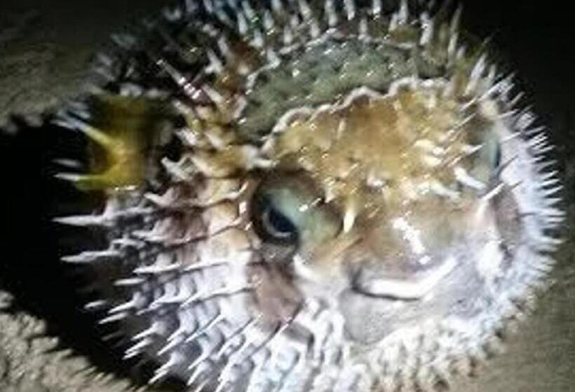 Palm Beach Bungalow Resort