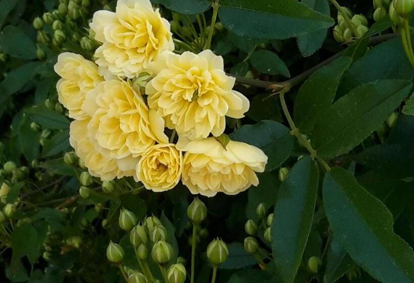 مبيت وإفطار Villa Chrisama Flayosc