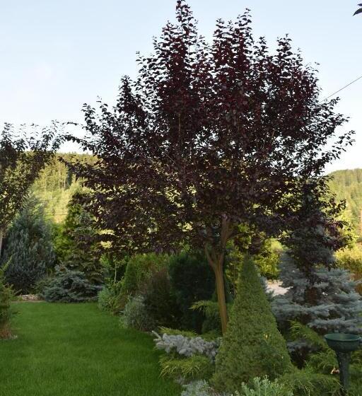 پانسیون Jazz House