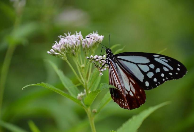 Bed and Breakfast Yamaichiso