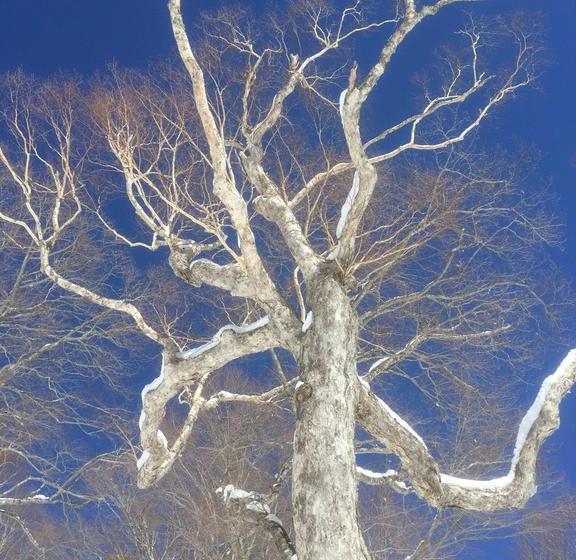 Bed and Breakfast Yamaichiso