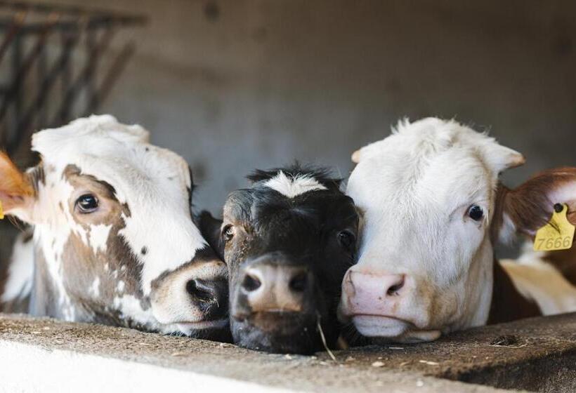 Отель Agriturismo Nonno Antonino