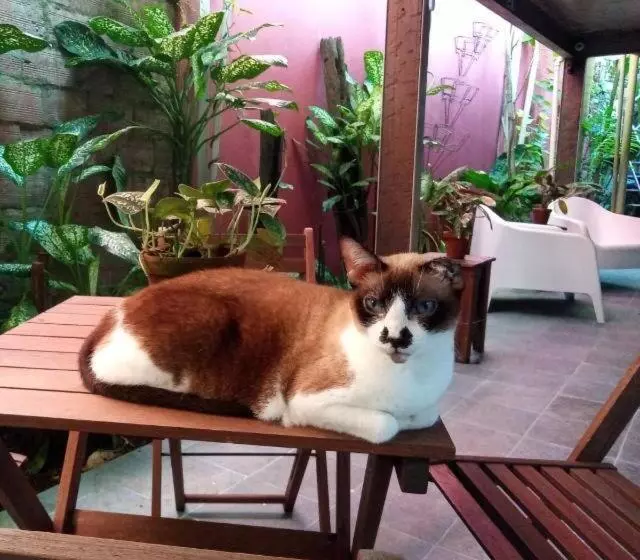 Majatalo Cas Amazonia Brasil