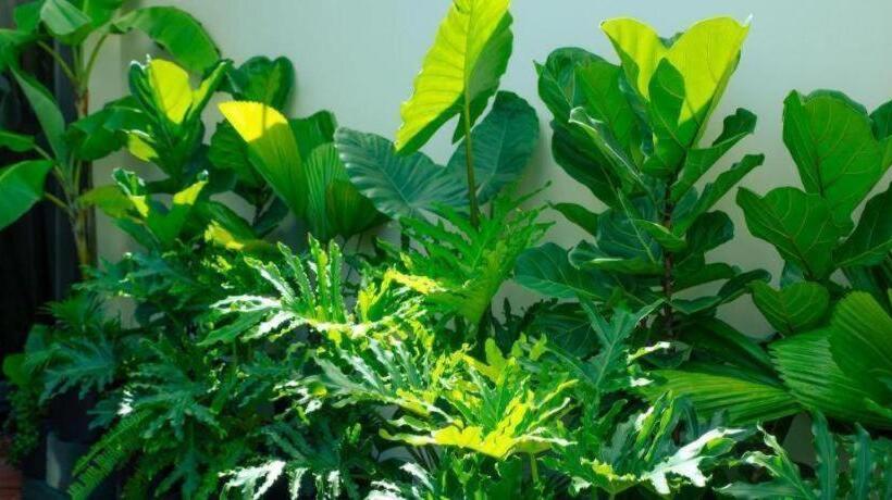 هتل Nha Trong Pho   Moon House