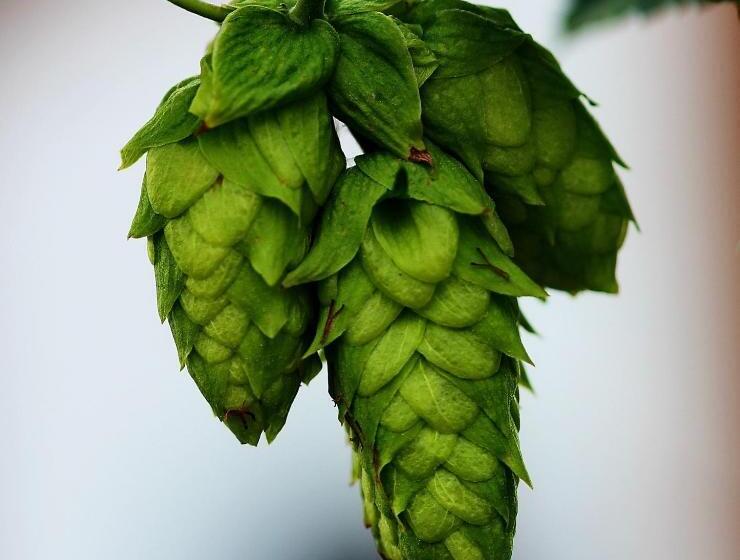 호스텔 Wildegams Gasthof Und Brauerei