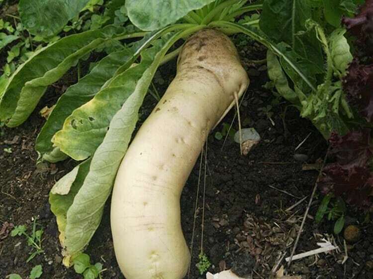 צימר Dreams Homestay