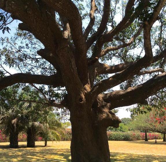 تختخواب و صبحانه Kilima Tamu House