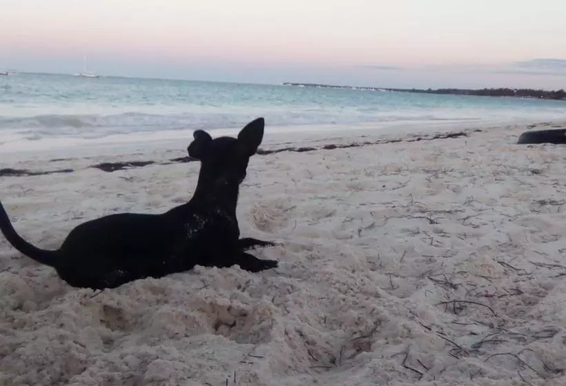 تختخواب و صبحانه Lemus Beach Punta Cana