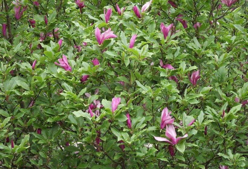 Bed And Breakfast Birkerod