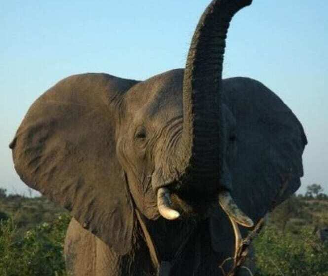ホテル Ngama Tented Safari Lodge