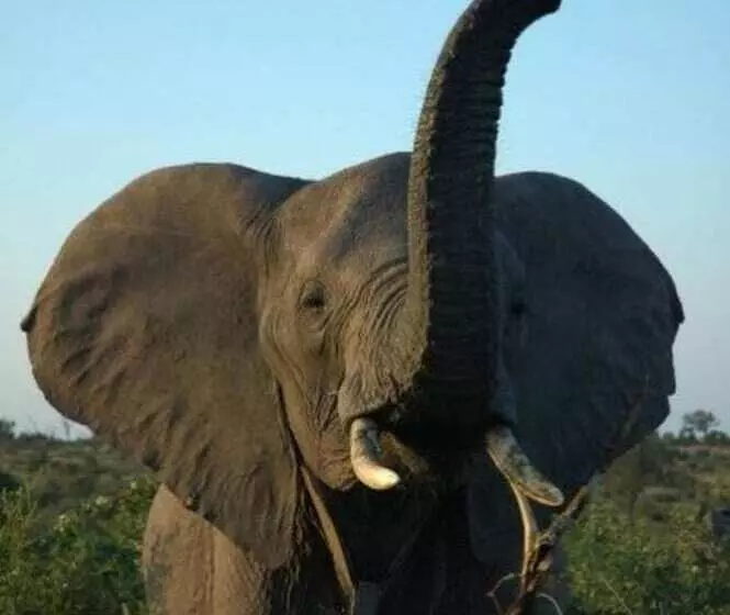 ホテル Ngama Tented Safari Lodge
