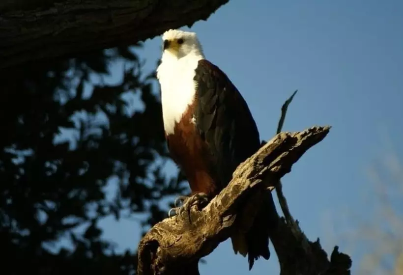 ホテル Ngama Tented Safari Lodge