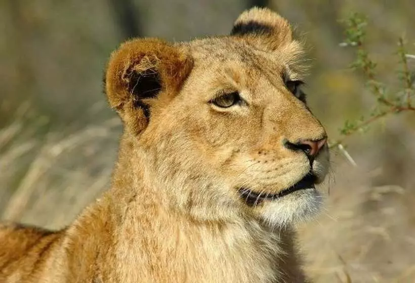 ホテル Ngama Tented Safari Lodge