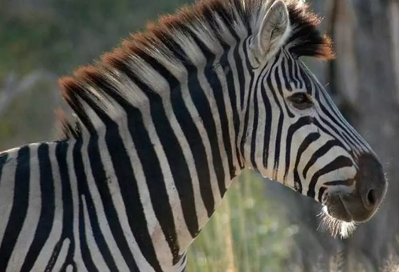 ホテル Ngama Tented Safari Lodge