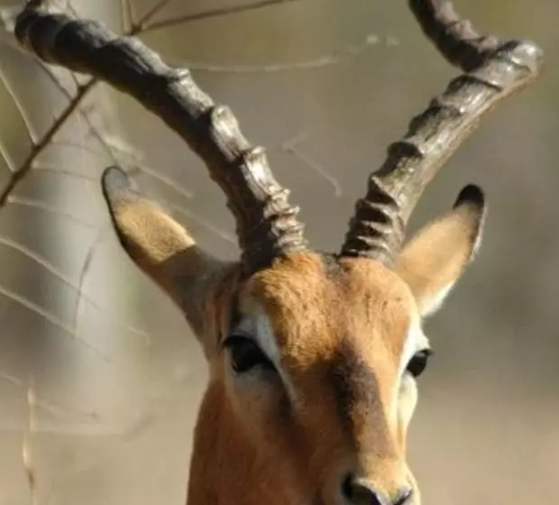 ホテル Ngama Tented Safari Lodge