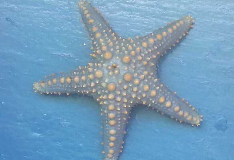 هتل Aestus Villas Resort