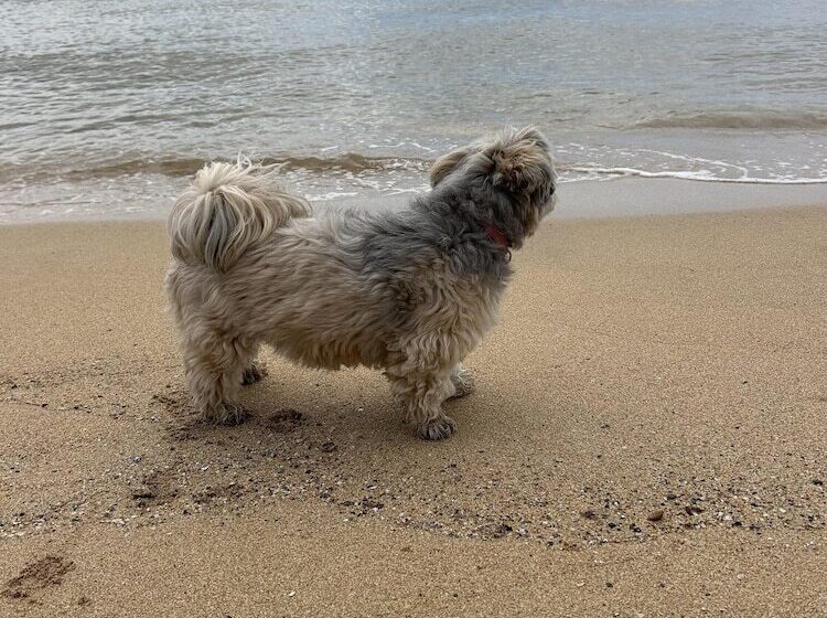 Résidence hôtelière Unique House In An Idyllic Situation On A Beach