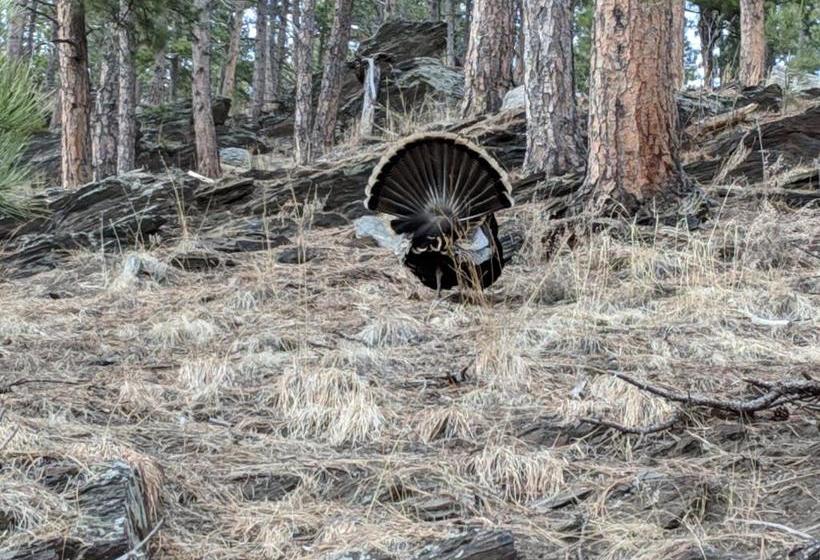 Trails End Cabins & Motel