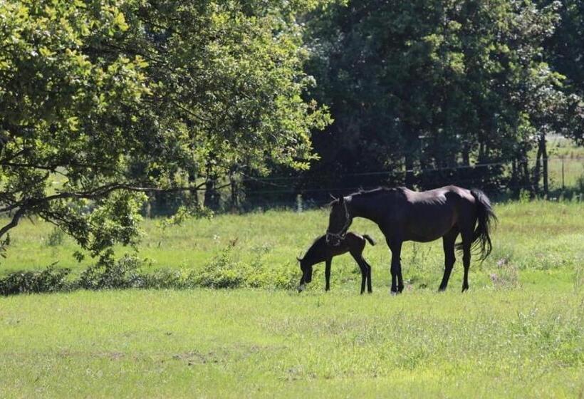 Pension Lindenhof Drabsch