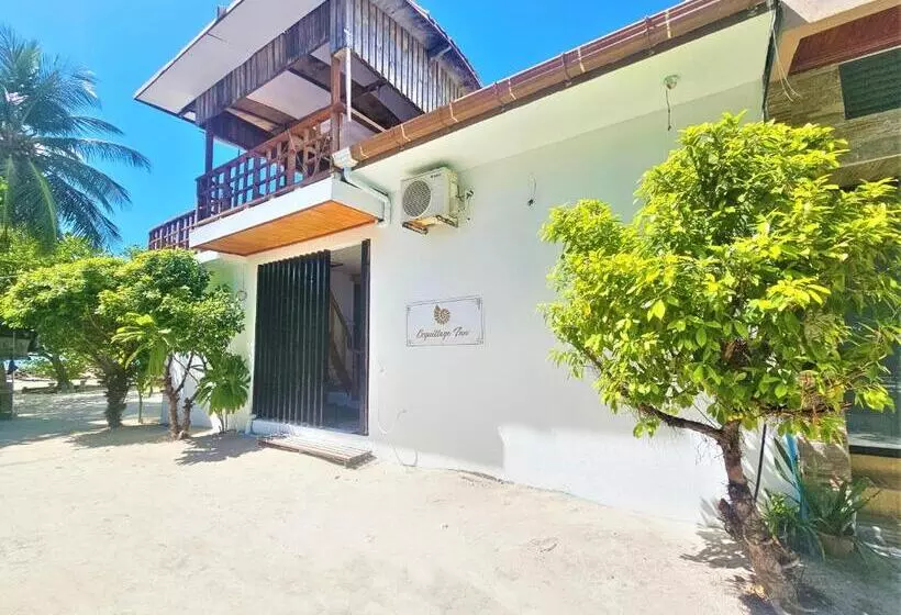 پانسیون Coquillage Inn