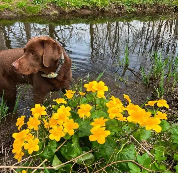 Aamiaismajoitus (B&B) Bio Hof Lexmühle