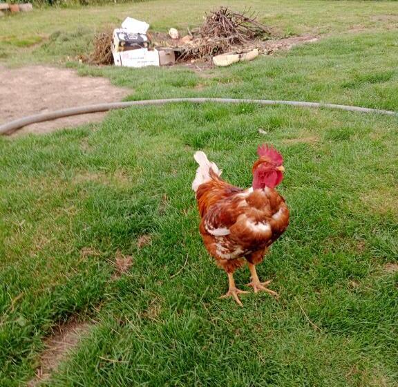 住宿加早餐  Chambres De Charme En Normandie