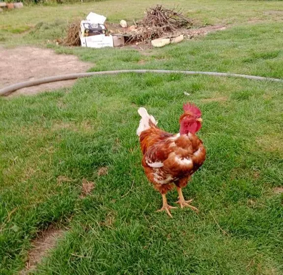 ベッドアンドブレックファースト Chambres De Charme En Normandie