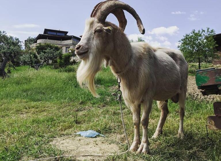 酒店 Agriturismo Il Tratturo B&b