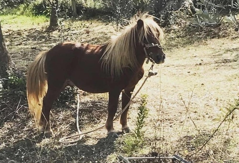 酒店 Agriturismo Il Tratturo B&b