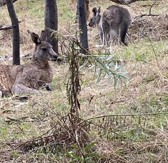 Majatalo Balcombe Retreat Mornington
