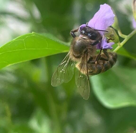 펜션 Fatima Village