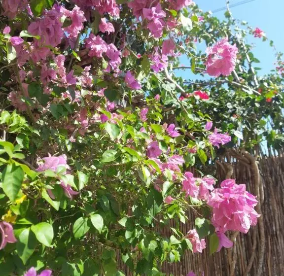 ユースホステル The Jungle, Village & Beach