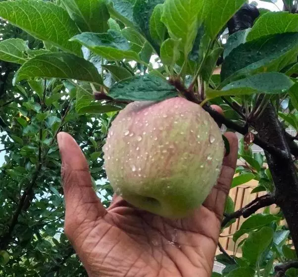 ホテル Yathra Lahari Farm Stay