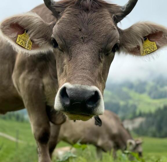 Alberg Alprestaurant Stäldeli