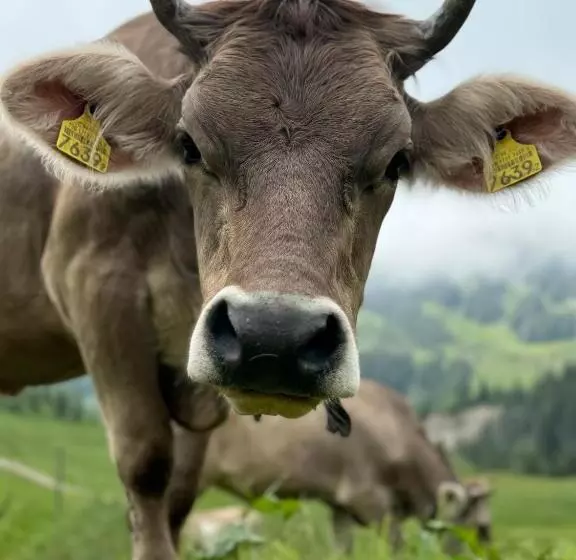 Alberg Alprestaurant Stäldeli