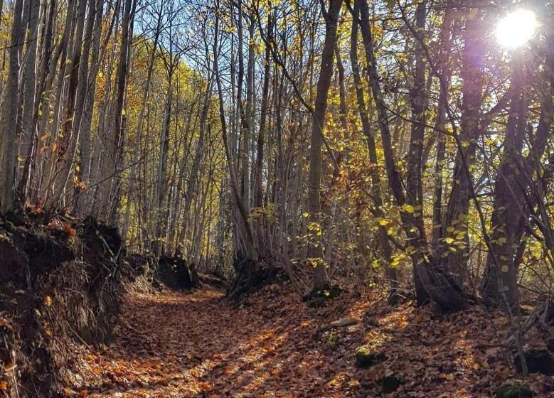 בית מלון כפרי Agriturismo Roccamaia