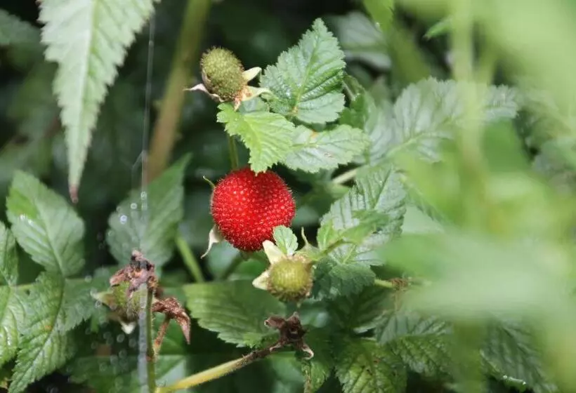 ホテル Finca Sumak Kawsay Ncc