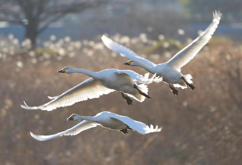 里沼リゾート hotel Komorinu