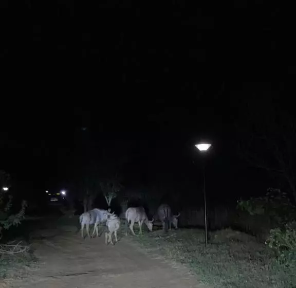 リゾートホテル Sasavona Holiday Retreat