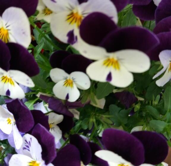 酒店 B&b Klammhof Panorama