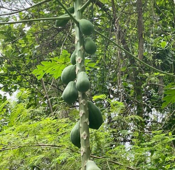 Silent Garden Ayurveda Health Resort
