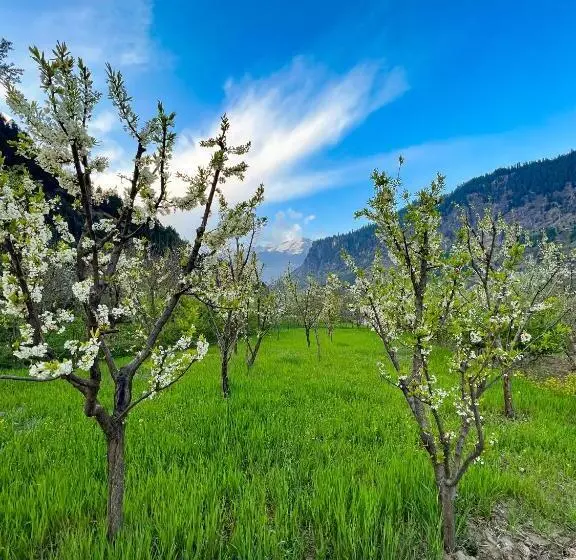 تختخواب و صبحانه Yolo Backpackers Max   Manali
