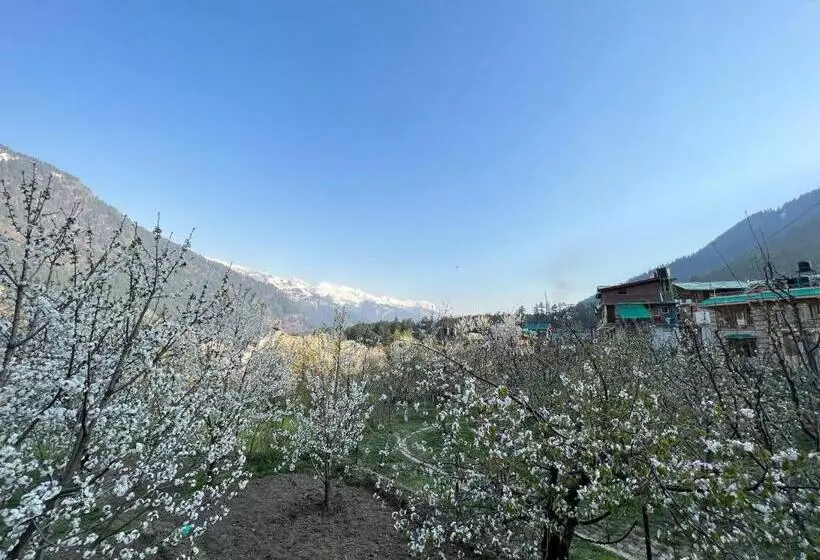 تختخواب و صبحانه Yolo Backpackers Max   Manali