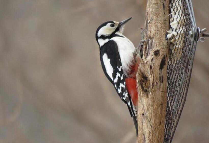 Отель Forest Lodge Subaru