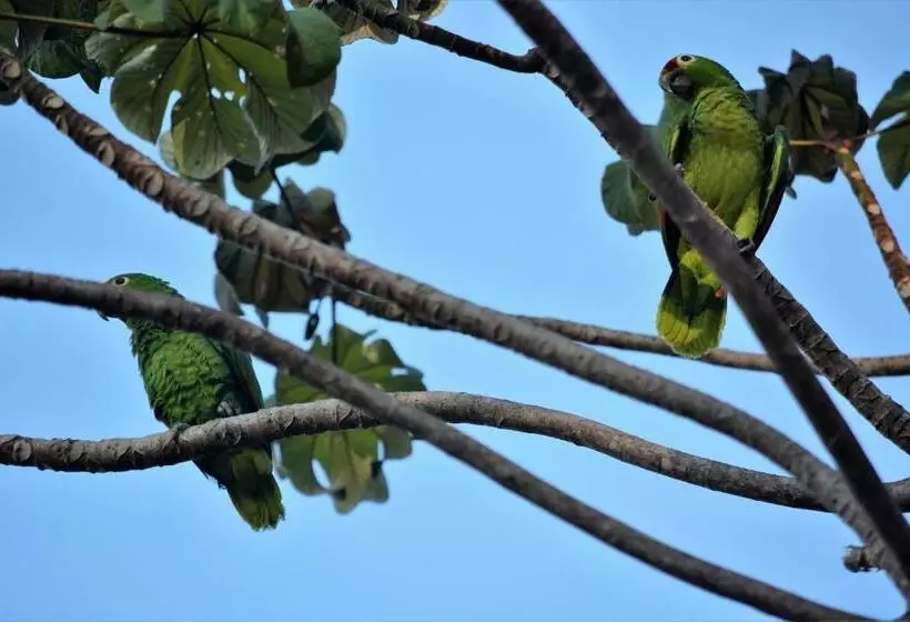 ホテル Casa Del Toucan