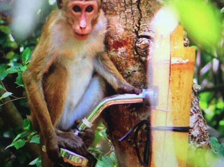 אתר נופש Mahagedara Wellness Retreat