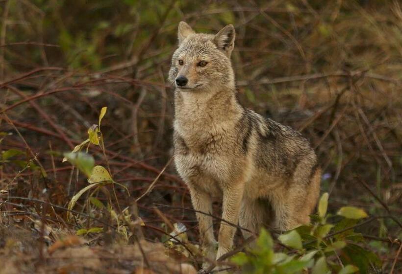 Acorn Hideaway Resort & Spa