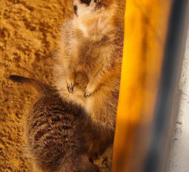 住宿加早餐  Monte Santa Catarina